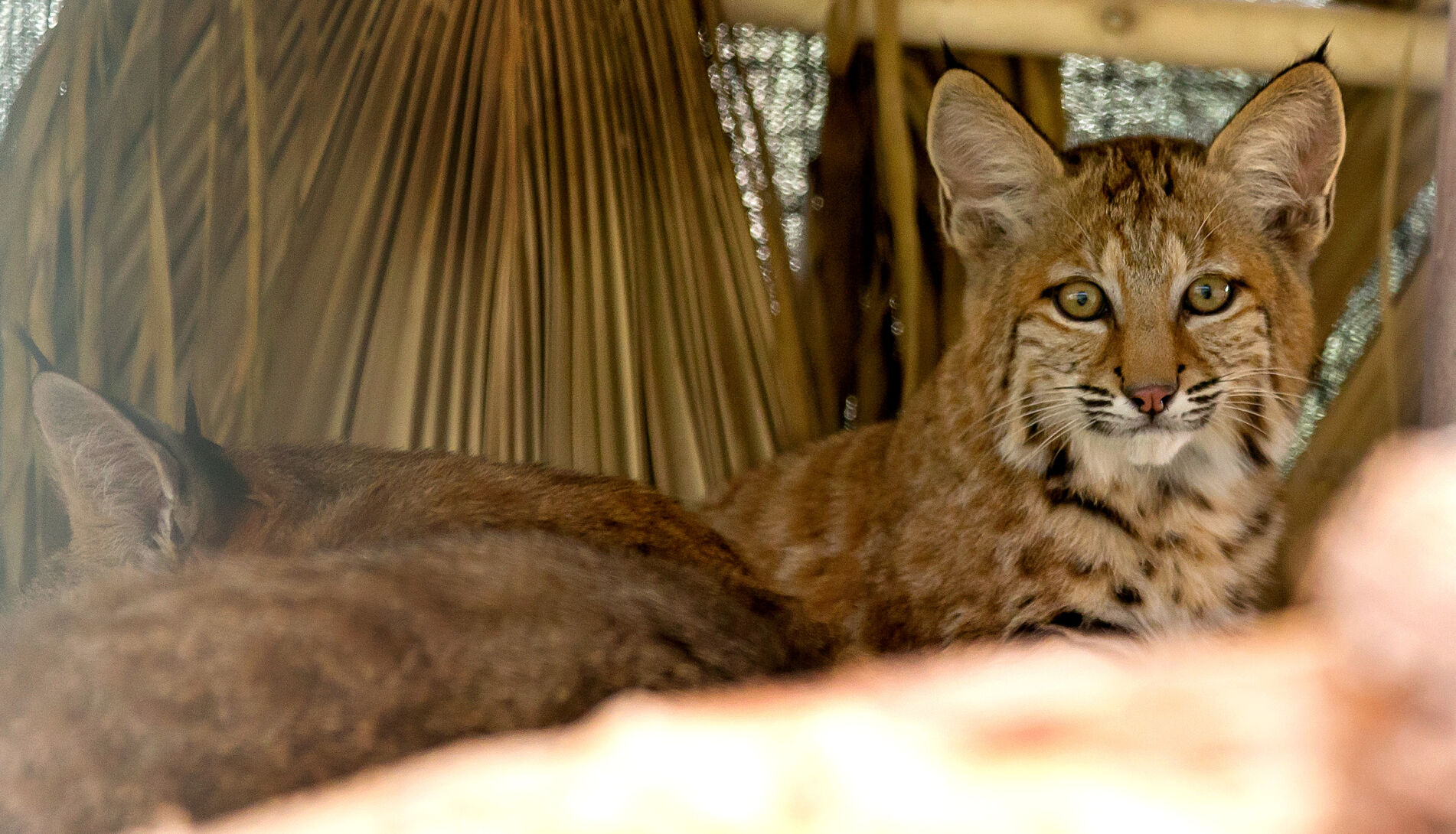 Tucson Wildlife Center